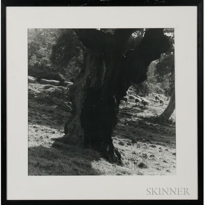 Leonard Sussman (American, b. 1947) Olive Tree with Sheep.