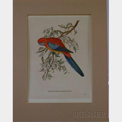 Unframed Hand-colored Ornithological Engraving After John Gould