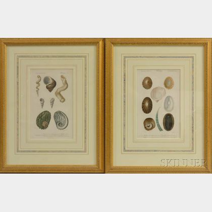 Four Framed Hand-colored Lithographs from Charles d'Orbigny's Dictionnaire Universel