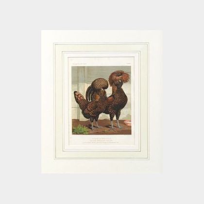 Eight Framed Lithographs of Prize Poultry