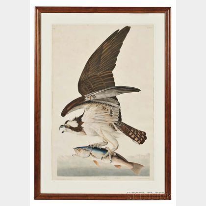 Sold at auction Audubon, John James (1785-1851) Fish Hawk, Plate 81.  Auction Number 2950B Lot Number 427