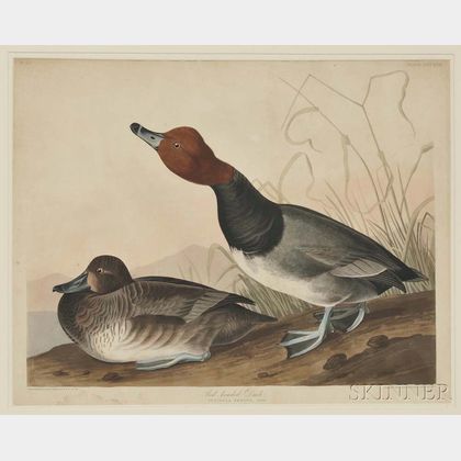 Audubon, John James (1785-1851) Red Headed Duck , Plate CCCXXII.