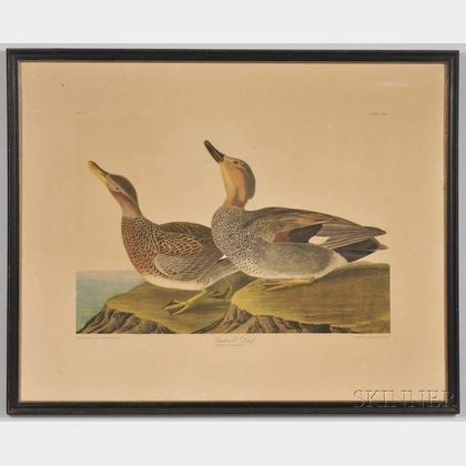 Audubon, John James (1785-1851) Gadwall Duck , Plate 388.