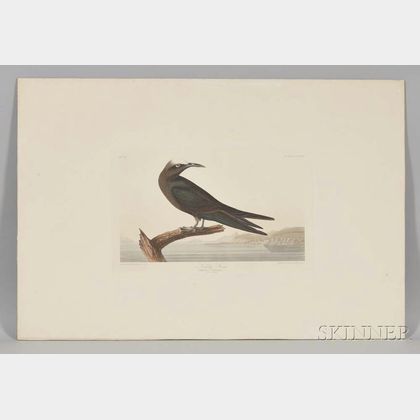 Audubon, John James (1785-1851) Noddy Tern , Plate CCLXXV.