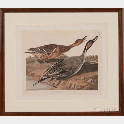 Audubon, John James (1785-1851) Pintail Duck , Plate CCXXVII.