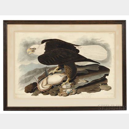 Audubon, John James (1785-1851) White-headed Eagle, Plate 31.