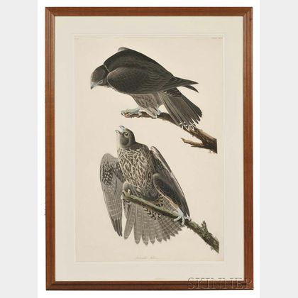 Audubon, John James (1785-1851) Labrador Falcon , Plate CXCVI.