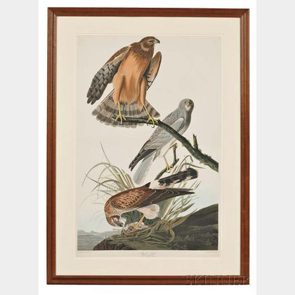 Audubon, John James (1785-1851) Marsh Hawk , Plate CCCLVI.