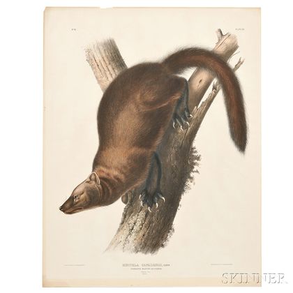 Audubon, John James (1785-1851) Pennants Marten or Fisher, Plate XLI.
