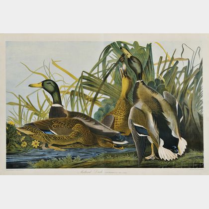 Audubon, John James (1785-1851) Mallard Duck.