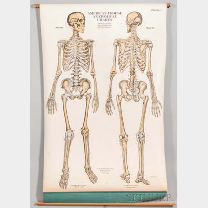 American Frohse Anatomical Charts , Nine Pull-down Charts.