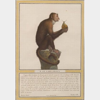 Six Framed Italian Hand Colored Copper Engravings of Simians