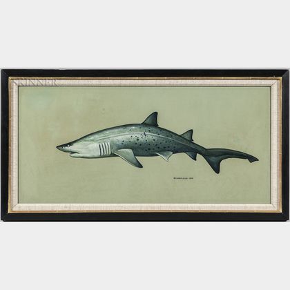 Richard Ellis (American, b. 1938) Shark