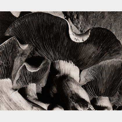 Willard Van Dyke (American, 1906-1986) Mushrooms