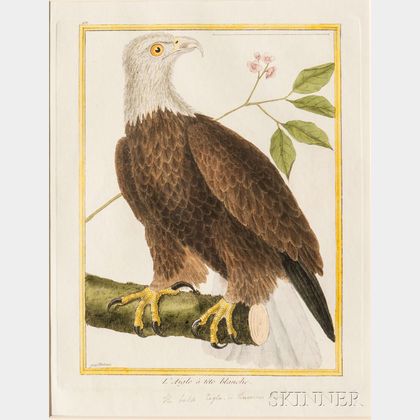 Martinet, Francois Nicolas (1725-1804) Ornithological Illustrations, Three Framed, Hand-colored Engravings of Eagles.