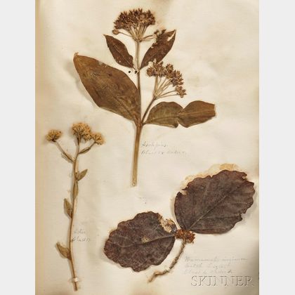 Medicinal Herbarium Scrapbook
