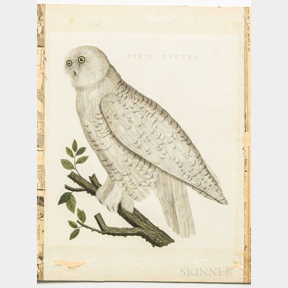 Sepp, Jan Christiaan (1739-1811) After Cornelius Nozeman (1720-1786) Strix Nyctea, Snowy Owl.