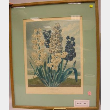 Dr. Thornton Hand-Colored Etching of Hyacinths and Two Botanical Watercolors