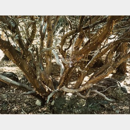 Ansel Adams (American, 1902-1984) Three Photographs of Trees