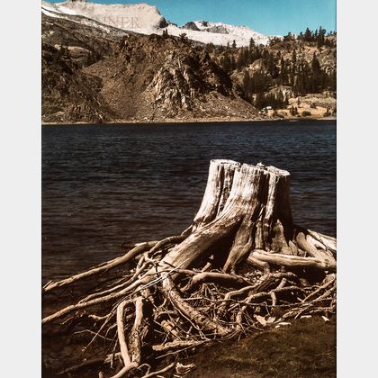 Ansel Adams (American, 1902-1984) Tree Stump Along Waterfront