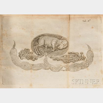 Needham, Walter (1631?-1691?) Disquisitio Anatomica de Formato Foetu