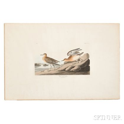 Audubon, John James (1785-1851) Buff Breasted Sandpiper, Plate CCLXV.