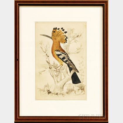 Fullarton & Co. Hand-colored Lithograph of a Hoopoe