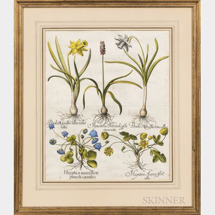 Basilius Besler (German, 1561-1629) Two Botanical Engravings with Hand-coloring: Lilium montanum flore