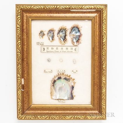 Framed Pearl Growth Chart