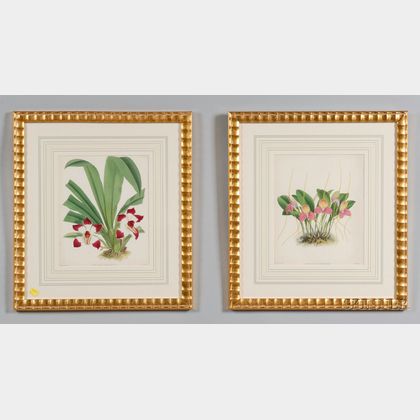 Four Framed Hand Colored Orchid Book Plates