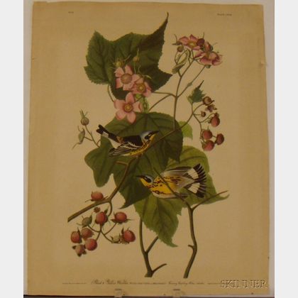 Reproduction J.J. Audubon/Havell Black and Yellow Warbler Print