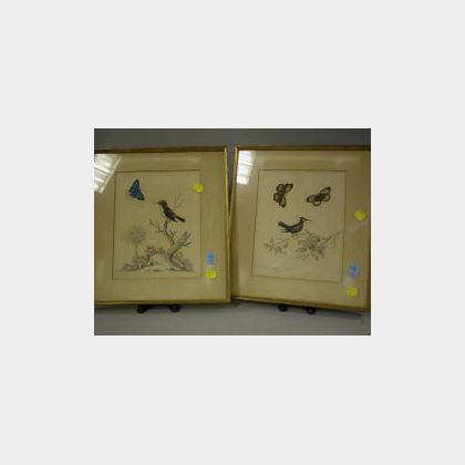 Pair of Framed Hand-colored Prints of the Crested Hummingbird with Butterflies and the Black, White and Red Indian Creeper