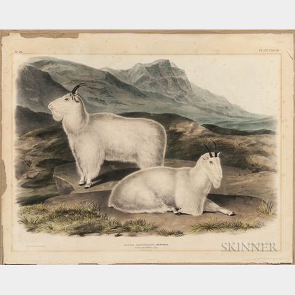 Audubon, John James (1785-1851) Capra Americana, Rocky Mountain Goat , Plate CXXVIII.