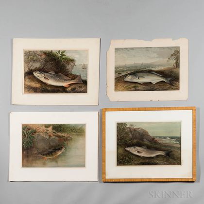 Four Chromolithograph Images of Fish