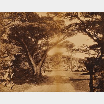 William Henry Jackson (American, 1843-1942) Cypress Drive near Monterey