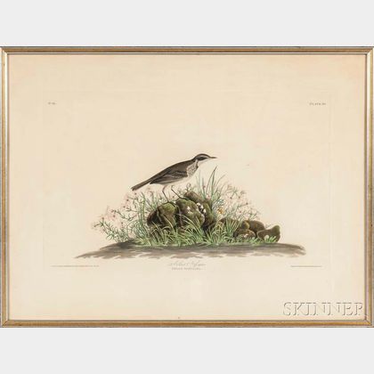 Audubon, John James (1785-1851) Anthus Hypogoaeus, Plate 80.
