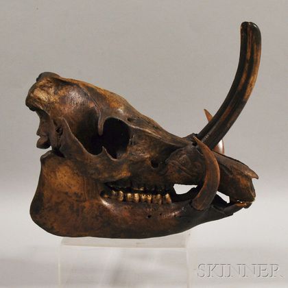 Wild Boar Skull, with articulated jaw bone, teeth and tusks. Estimate $300-500
