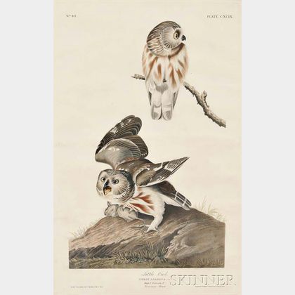 Audubon, John James (1785-1851) Little Owl, Northern Saw-whet Owl , Plate CXCIX.
