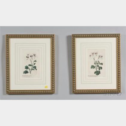Eight Framed Hand Colored Botanical Book Plate Engravings
