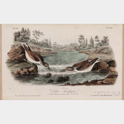 Audubon, John James (1785-1851) Little Sandpiper, Plate 337, Octavo.