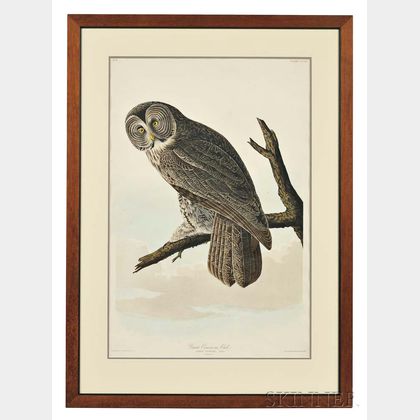 Audubon, John James (1785-1851) Cinereous Owl, Plate CCCLI.