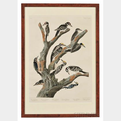 Audubon, John James (1785-1851) Marias Woodpecker, Three-toed Woodpecker, Phillips Woodpecker, Canadian Woodpecker, Harriss Woodpecke 