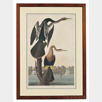 Audubon, John James (1785-1851) Black-bellied Darter, Plate CCCXVI.
