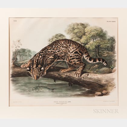 Audubon, John Woodhouse (1812-1862) Felis Pardalis, Ocelot, or Leopard-Cat , Plate LXXXVI.