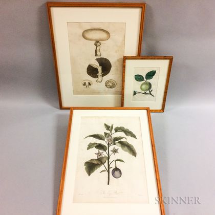 Three Framed Botanical Engravings