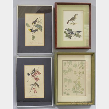 Ornithological and Botanical Prints, 19th Century, Four Framed.