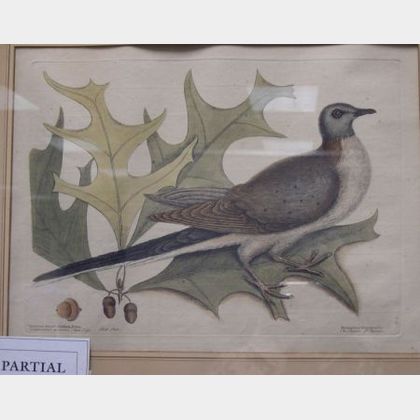 Two Framed Ornithological Prints