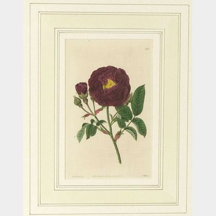 Six English Hand-tinted Lithograph Bookplates of Garden Flora