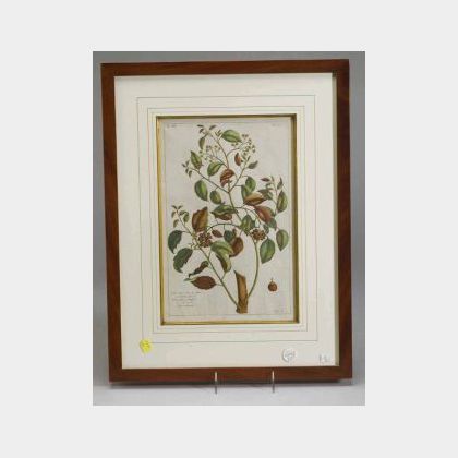 Four Framed French Tinted Botanical Bookplates