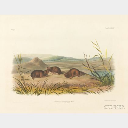 Audubon, John Woodhouse (1812-1862)